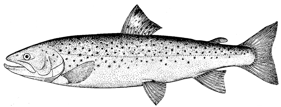 Salmo trutta_01.jpg